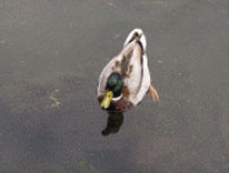Ducks can carry the deadly H5N1 strain of Bird Flu when they migrate.